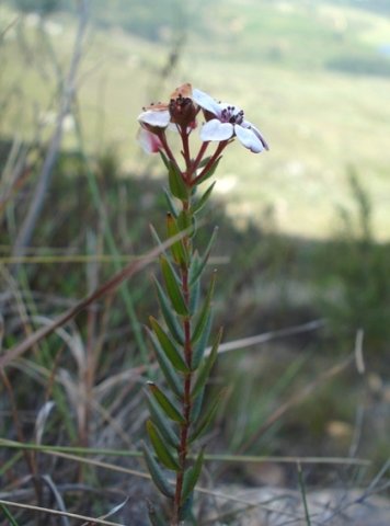 Adenandra marginata subsp. marginata